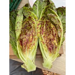 Romana-Salat Forellenschluss
