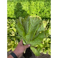 Romana-Salat Forellenschluss