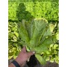 Romana-Salat Forellenschluss