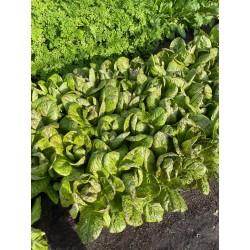 Romana-Salat Forellenschluss