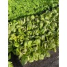 Romana-Salat Forellenschluss