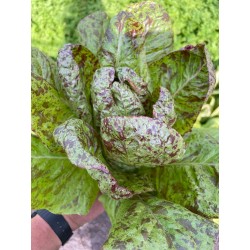 Romana-Salat Forellenschluss