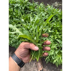 Rucola Lola