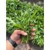 Rucola Lola