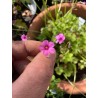 Blüte - Sauerklee