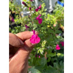Blüte - Nachtvlinder