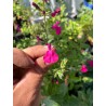 Blüte - Nachtvlinder