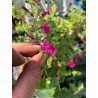 Blüte - Nachtvlinder