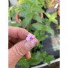 Blüte - Rosenduft - Pelargonie