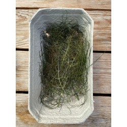 Bronzefenchel (Foeniculum vulgare 'Purpureum')