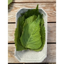 Grünes Shiso (Aoba)
