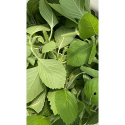 Heiliges Basilikum "Tulsi"